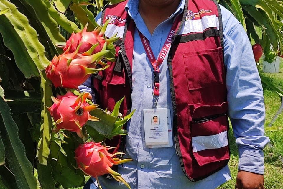 Promueve Sefader cultivo de pitahaya en Oaxaca