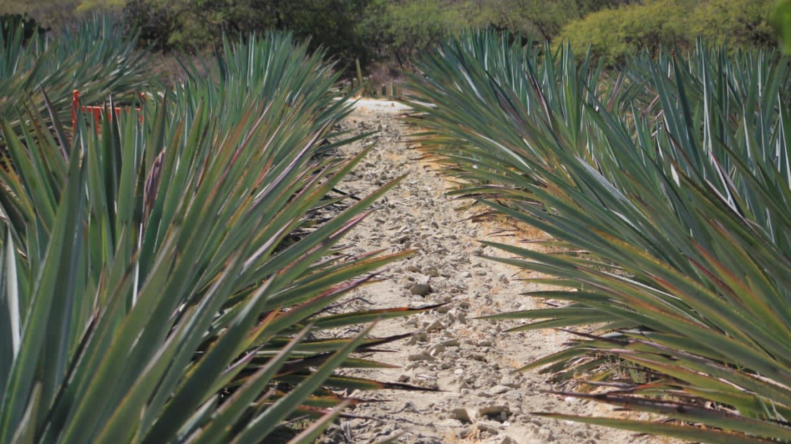 Gobierno del Estado trabaja para fortalecer la producción de mezcal oaxaqueño